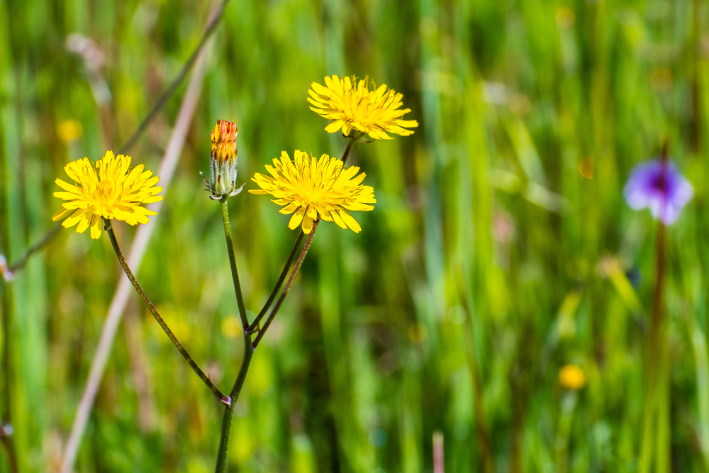 Hypochaeris radicata im Garten