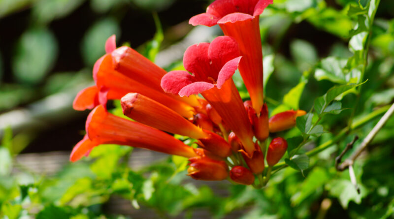 Trompetenblume