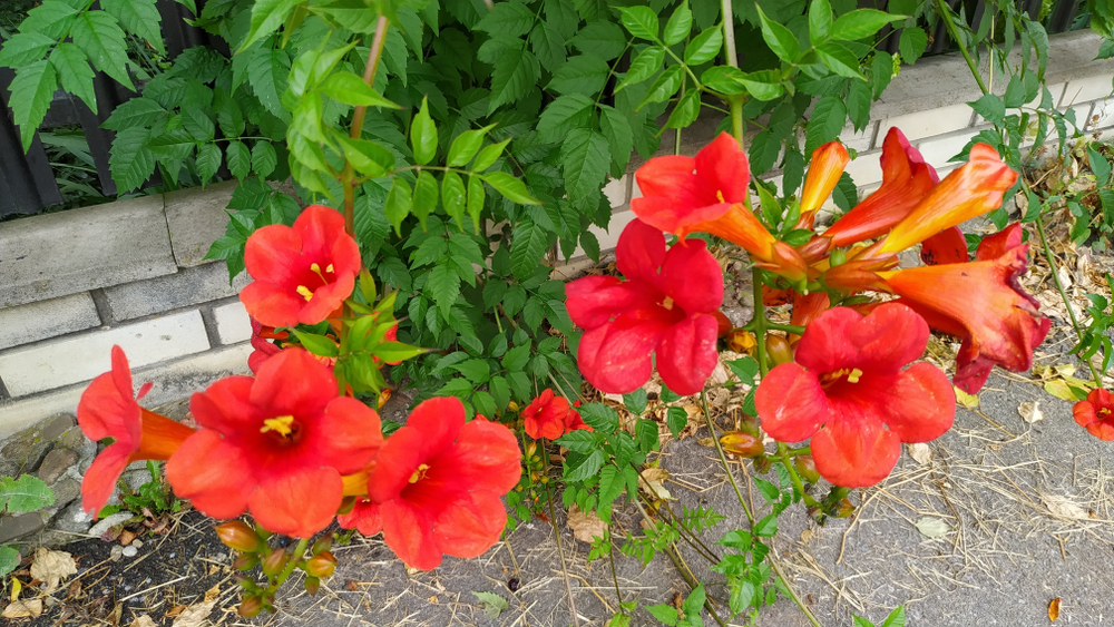 Campsis radicans ausläufer