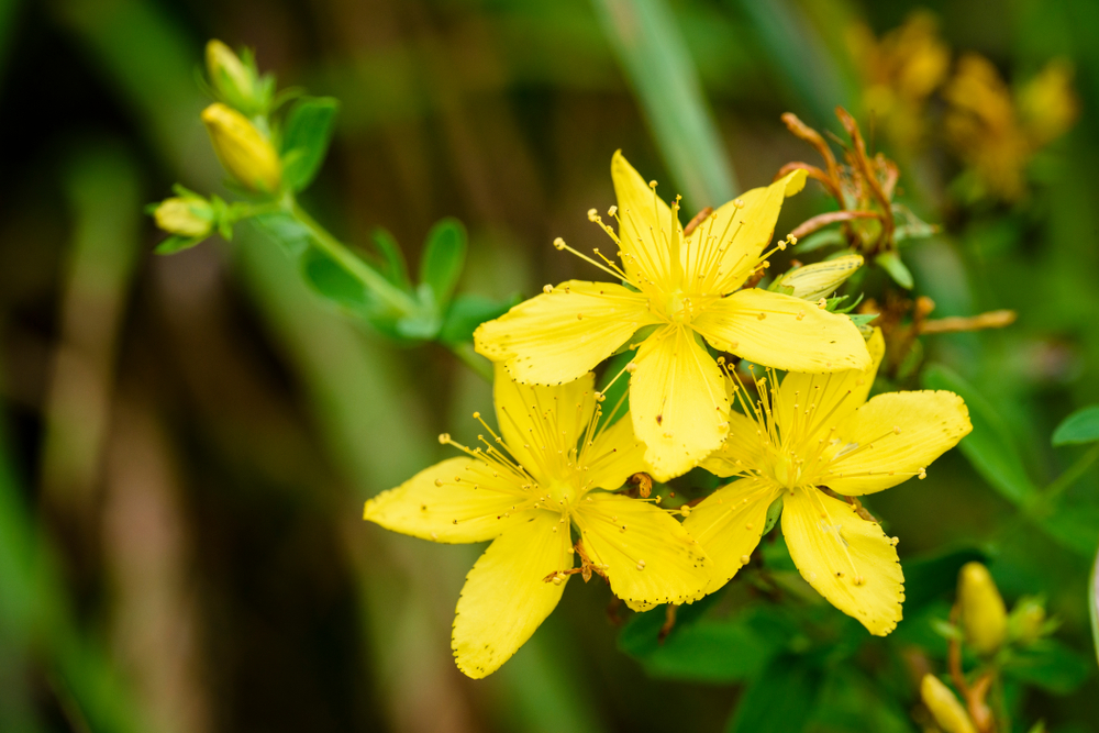 hypericum perforatum