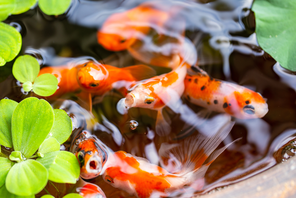 goldfische im teich