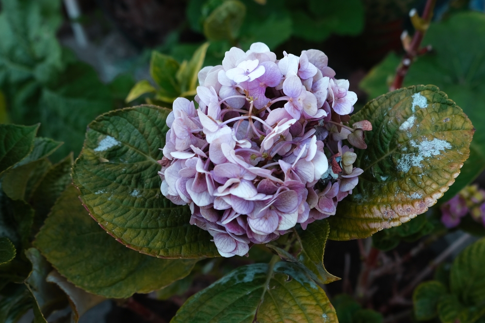 Pilzbefall an der Hydrangea