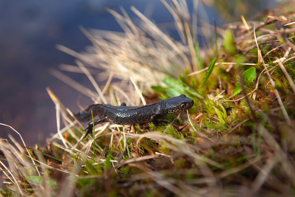 molch in der natur