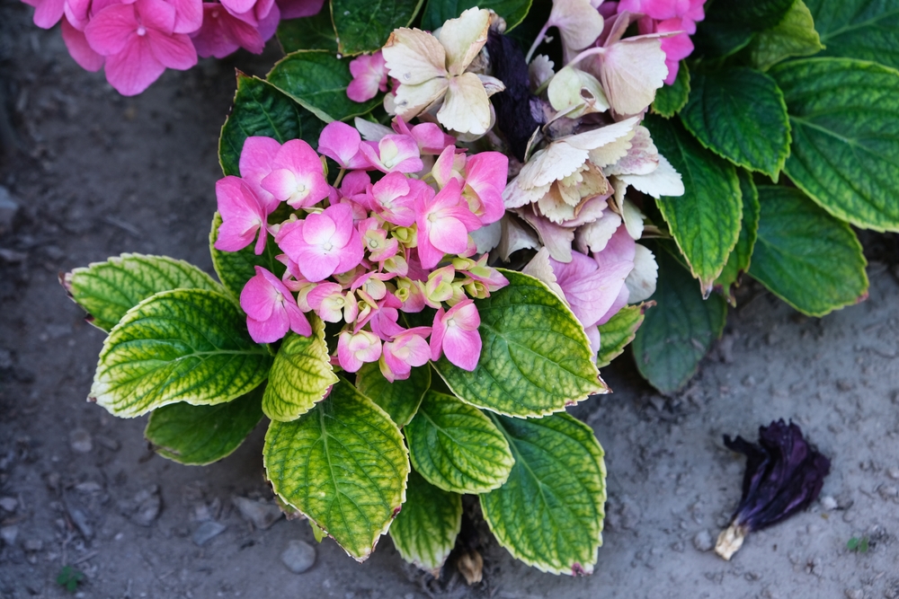Hydrangea