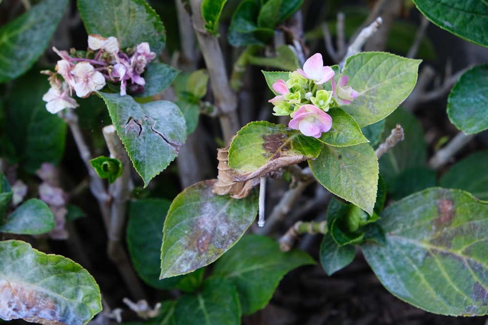 weißer belag auf hortensie