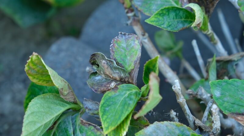 weißer schimmel an der hortensie