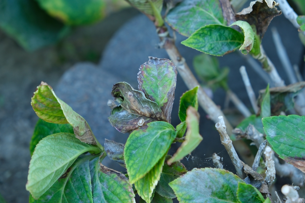 weißer schimmel an der hortensie