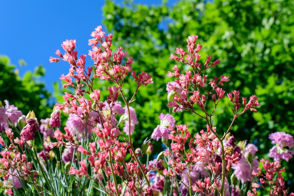 nelken im garten