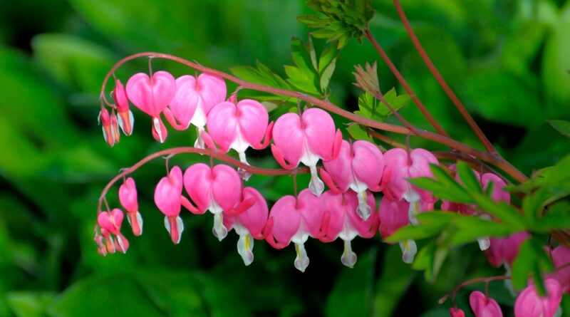 Dicentra spectabilis