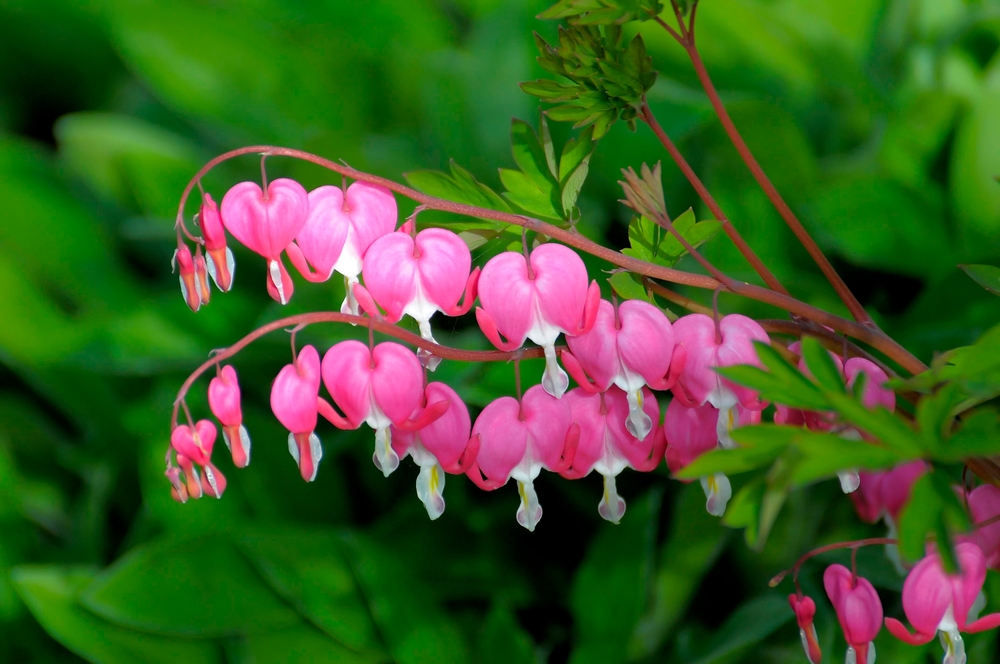 Dicentra spectabilis