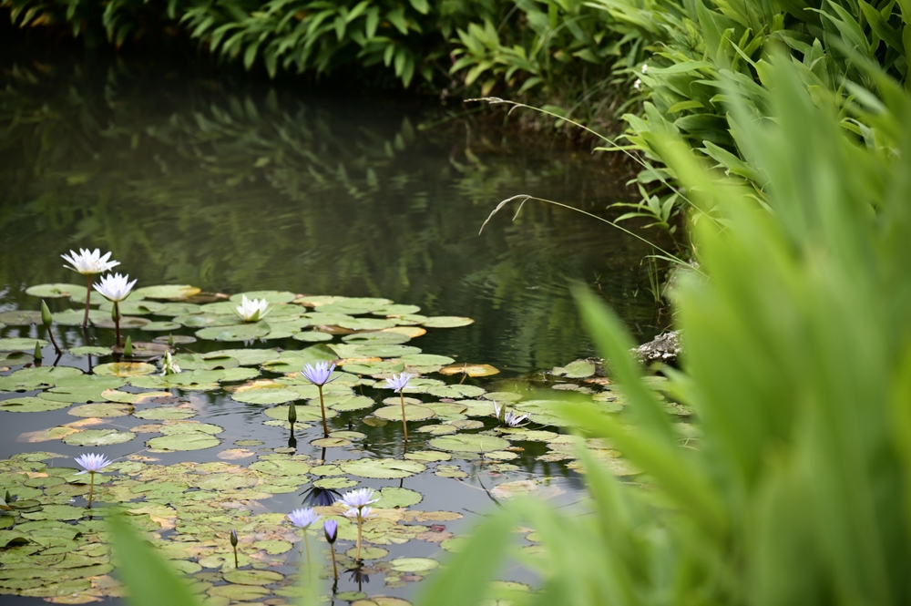teich in der natur