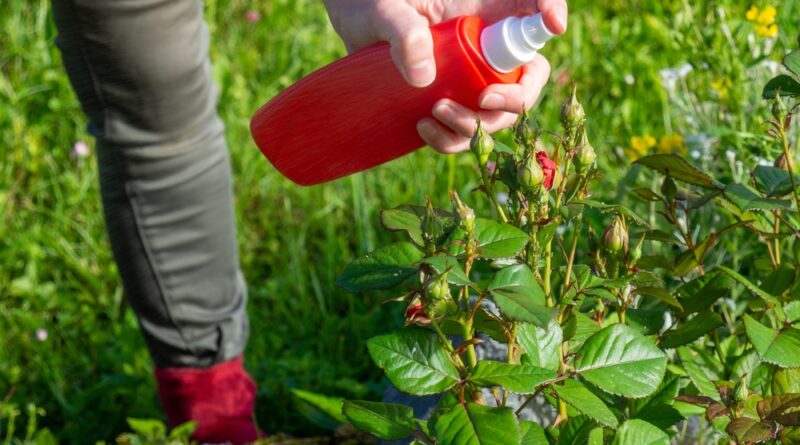 spray gegen blattläuse