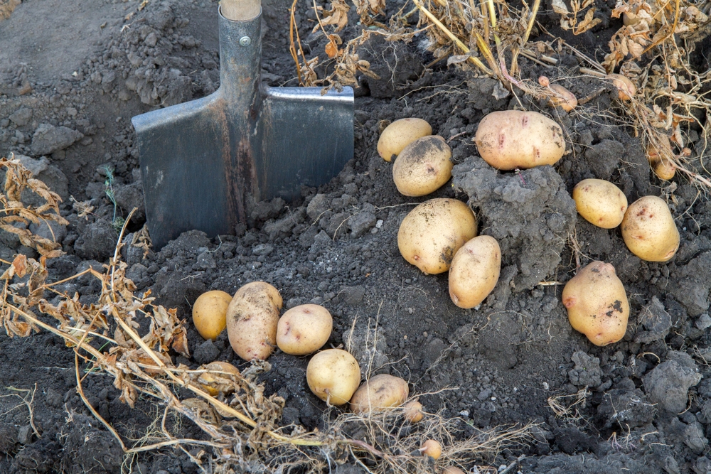 frisch geerntete kartoffeln