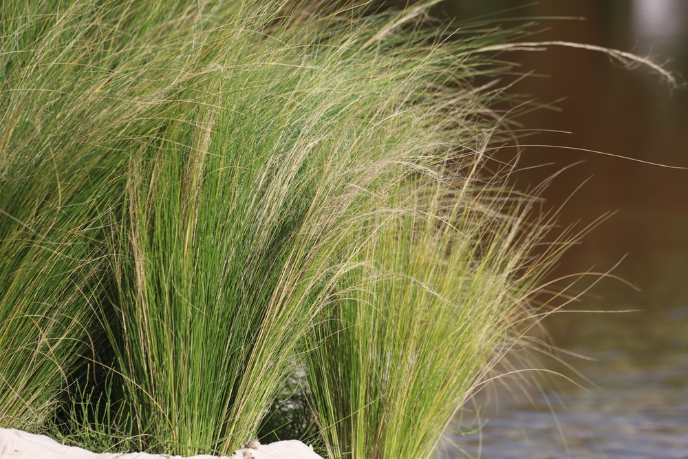 Stipa tenuissima