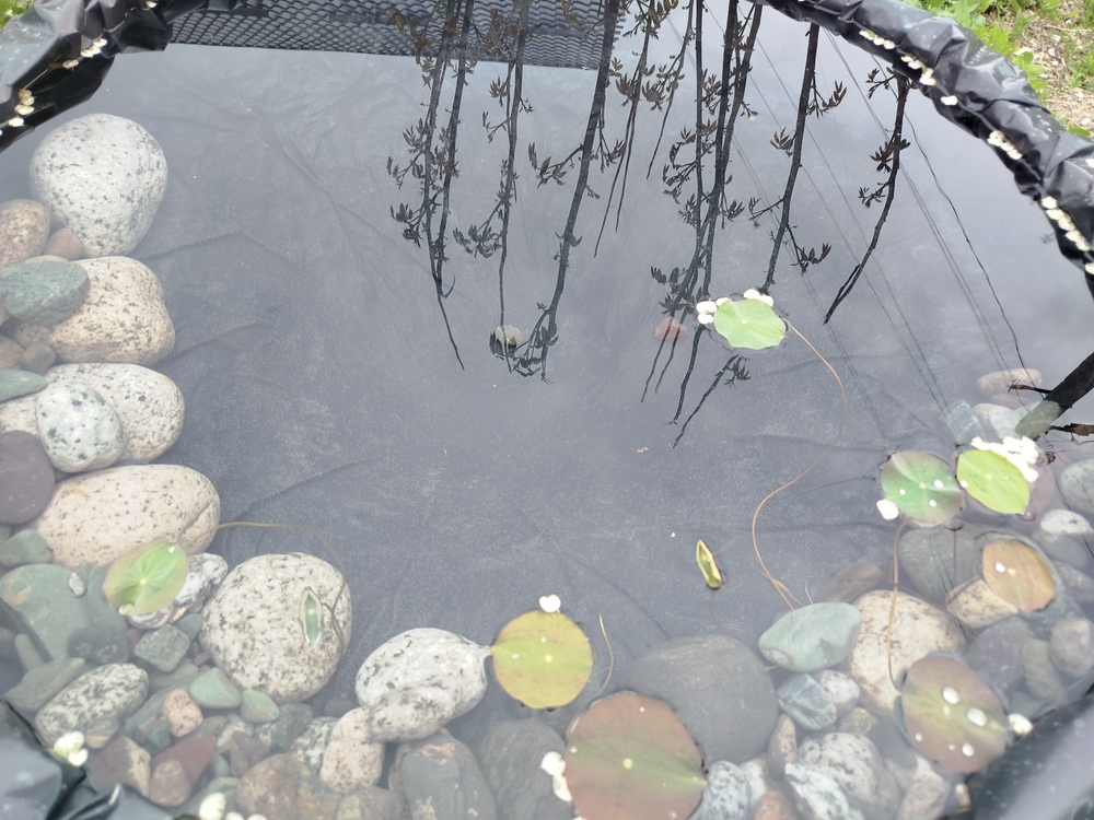 gartenteich