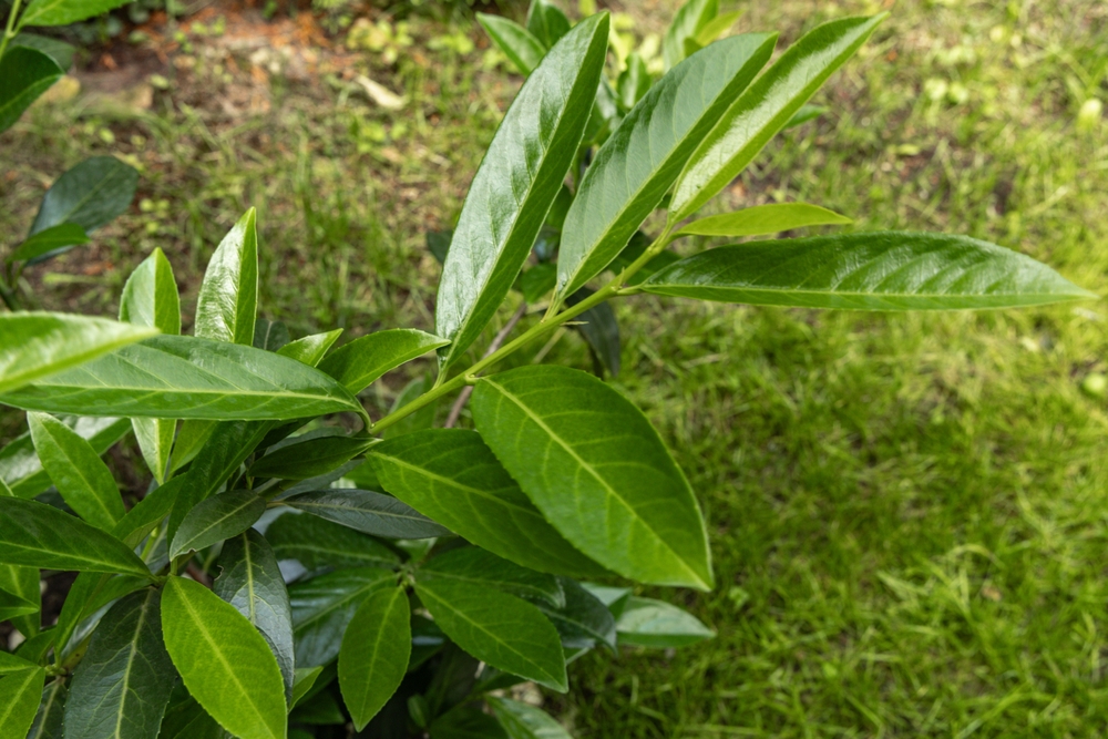 prunus ausgraben