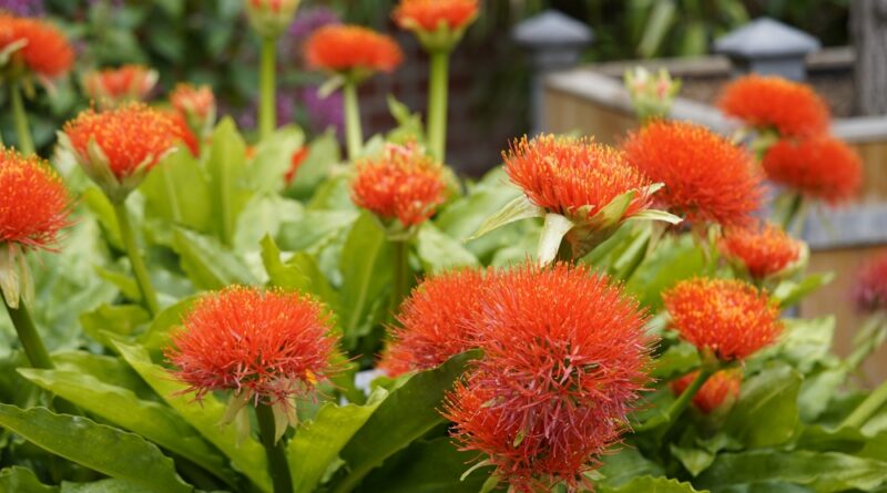 blutblume
