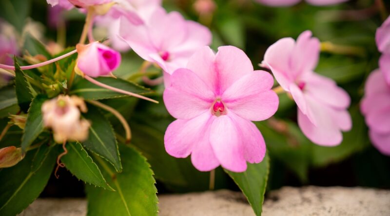 Impatiens wallesiana