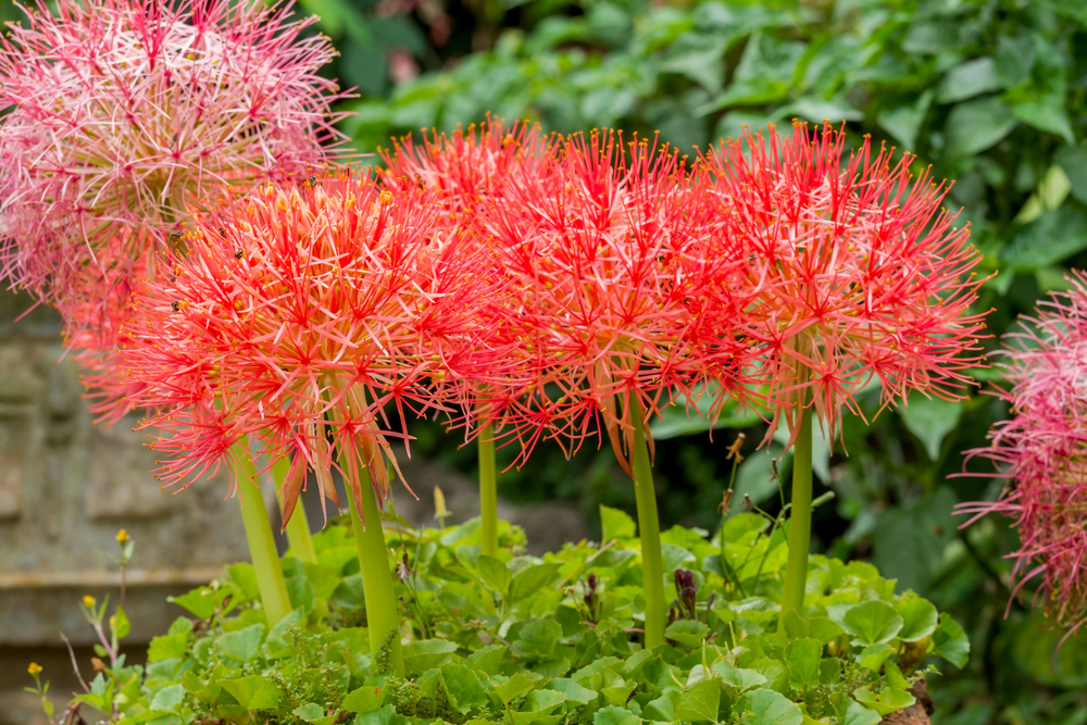 scadoxus multiflorus