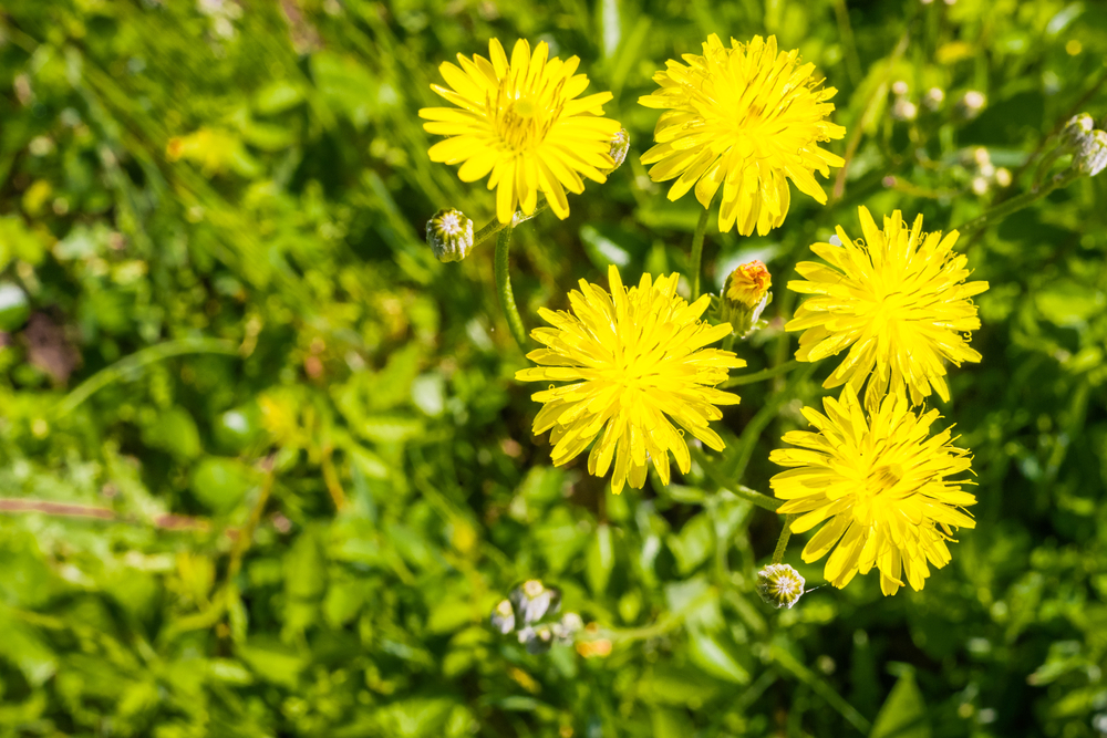 Hypochaeris