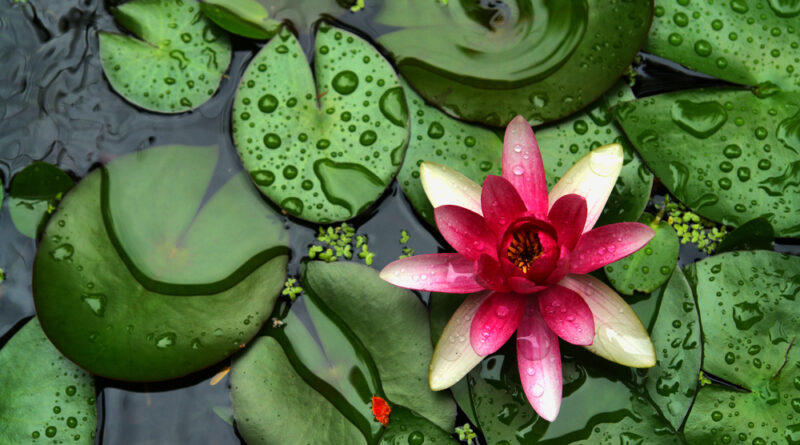 seerose