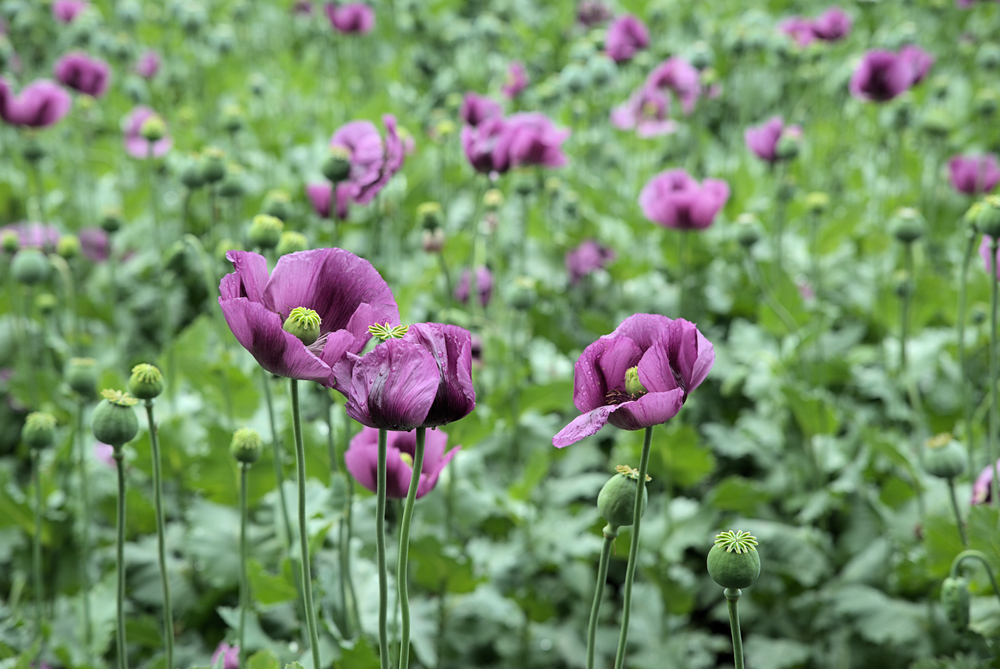 Papaver somniferum im Beet