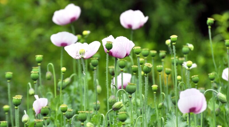 Schlafmohn