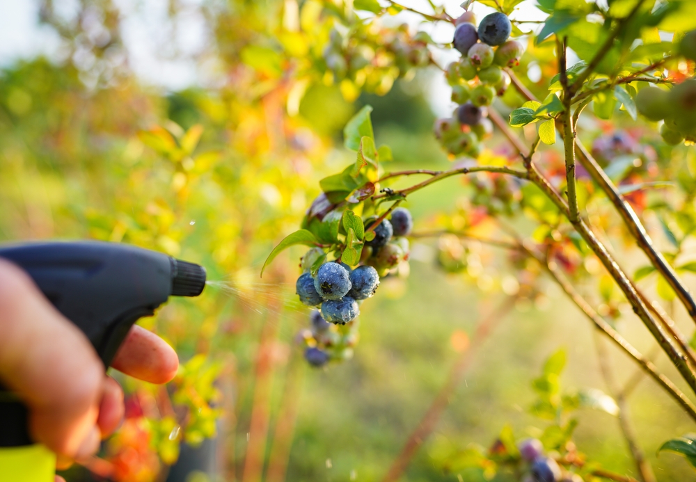 heidelbeeren mit wasser besprühen