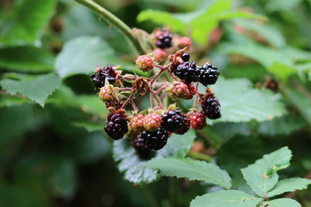 brombeerstrauch