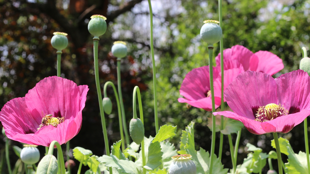 schlafmohn im garten