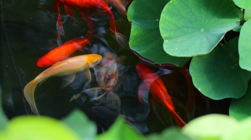 goldfische im teich