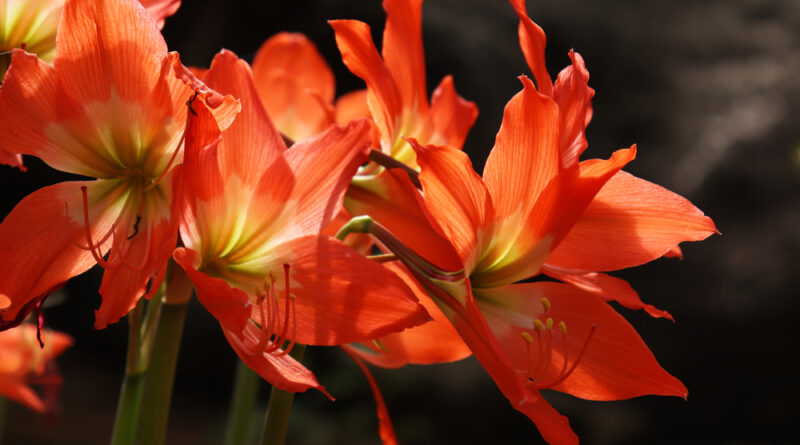 Amaryllis
