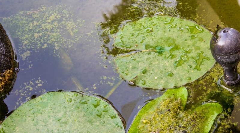 algen im teich