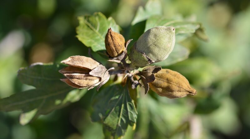 samenkapseln des hibiskus