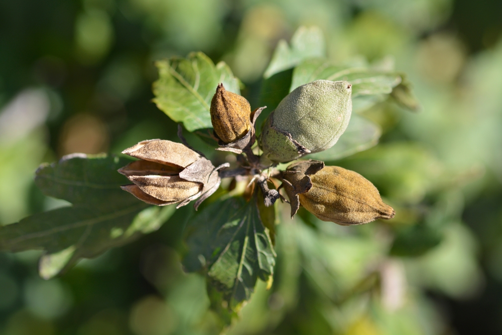 samenkapseln des hibiskus