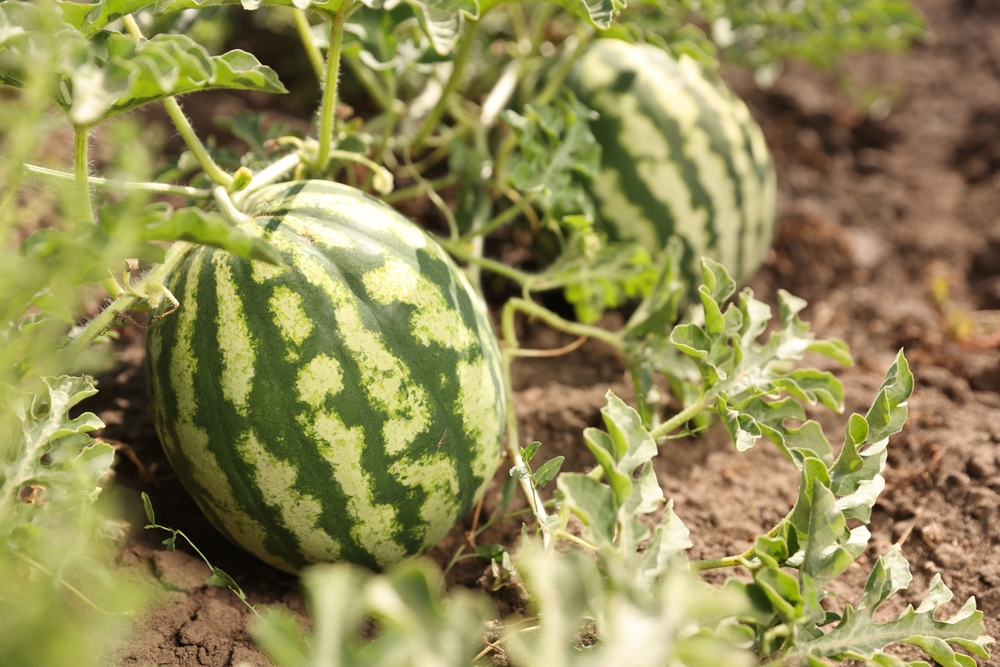 wassermelone selber ziehen