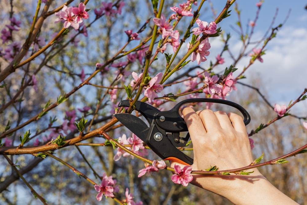 Pfirsichbaum schneiden