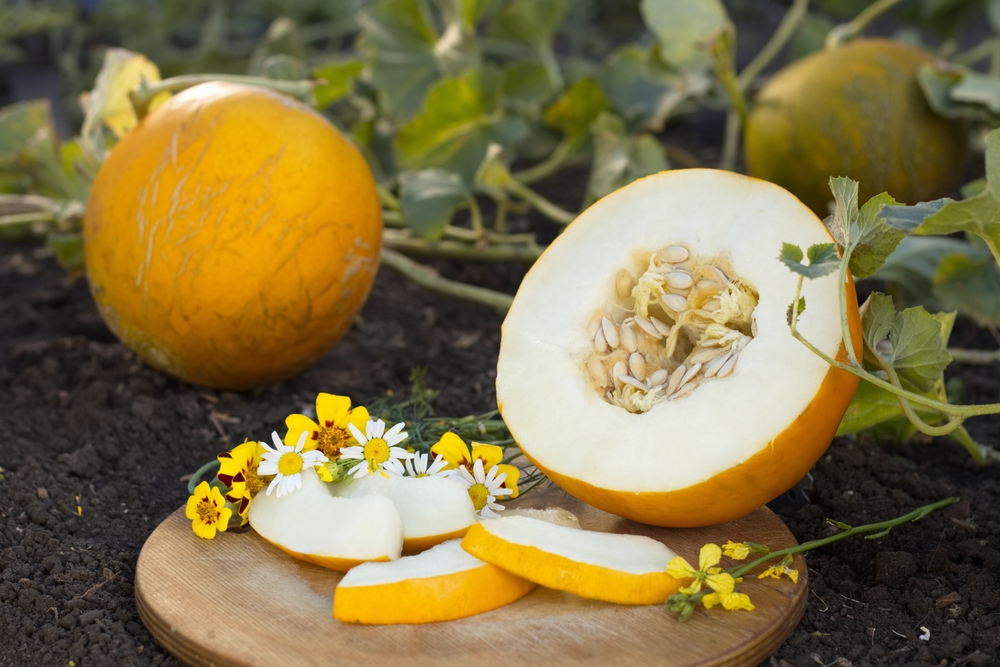 melonen ernte