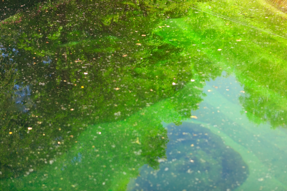 schmutziger teich