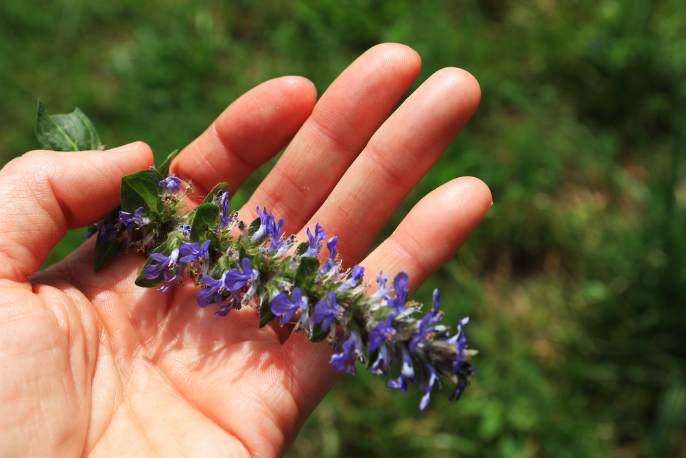 Kriechender Günsel bekämpfen