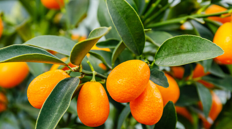Kumquat