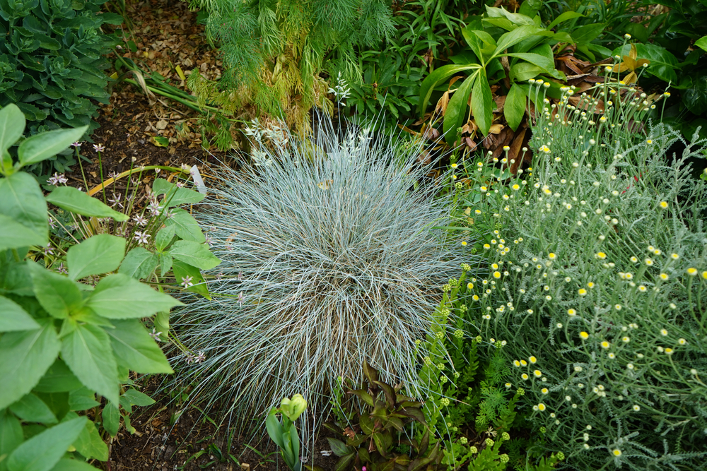 Festuca glauca pflegen