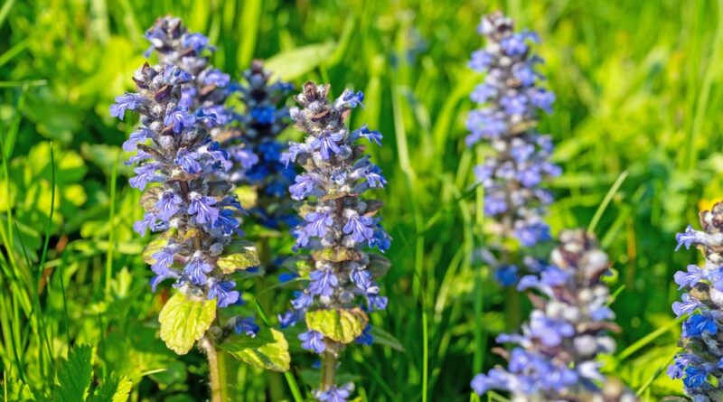 Kriechender Günsel im Rasen