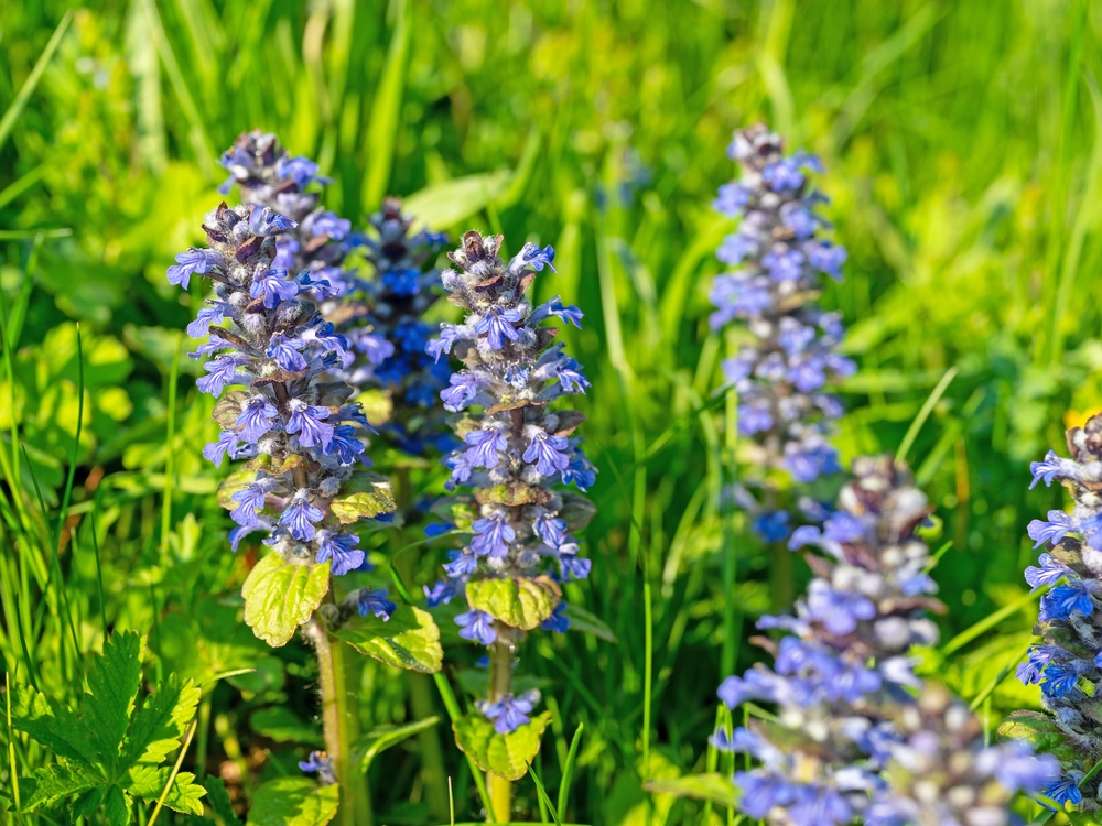 Kriechender Günsel im Rasen