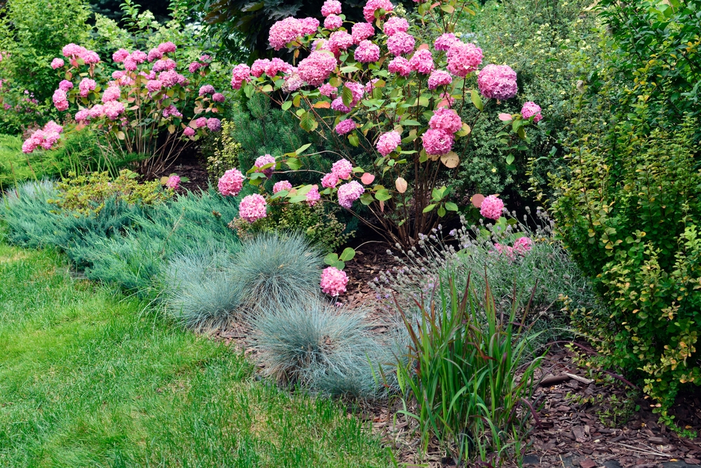 Blauschwingel kombinieren