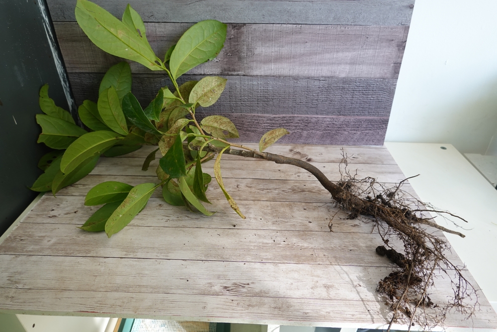 wurzelwerk einer kirschlorbeere