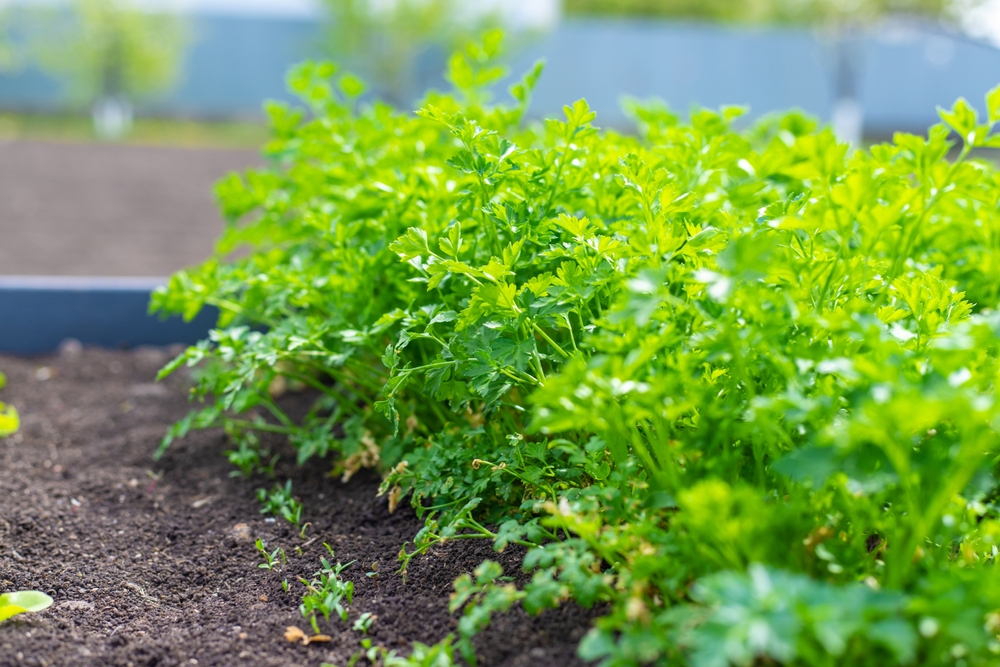 blühende petersilie