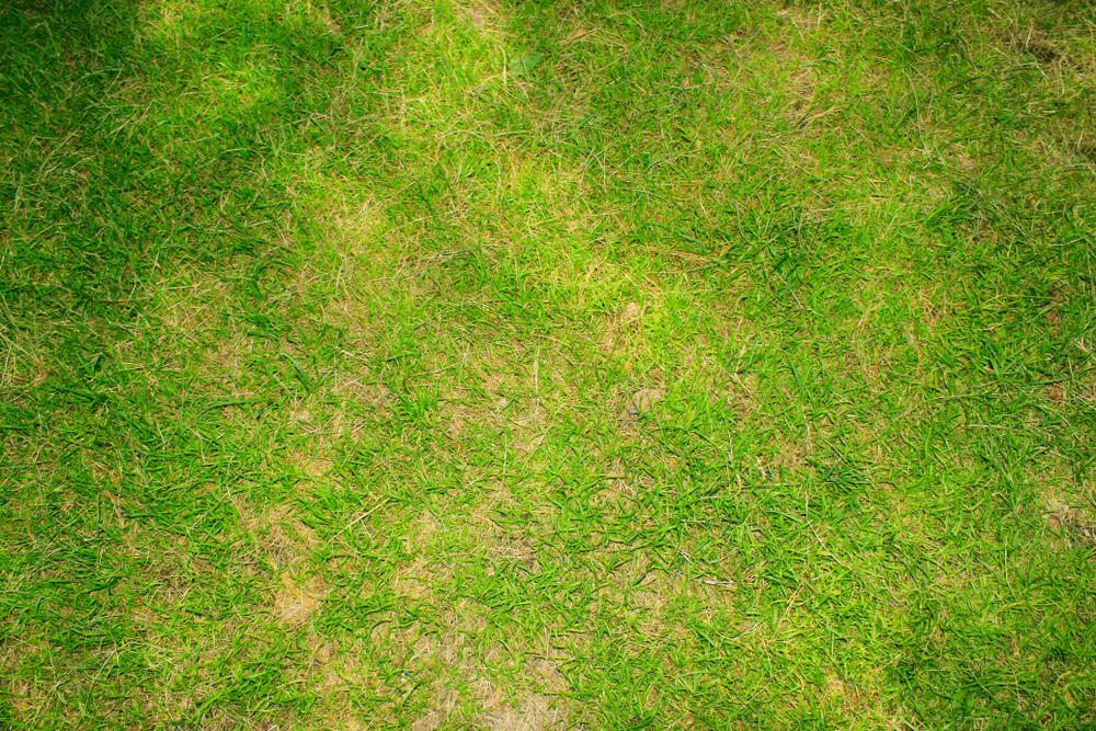 grün gelber rasen