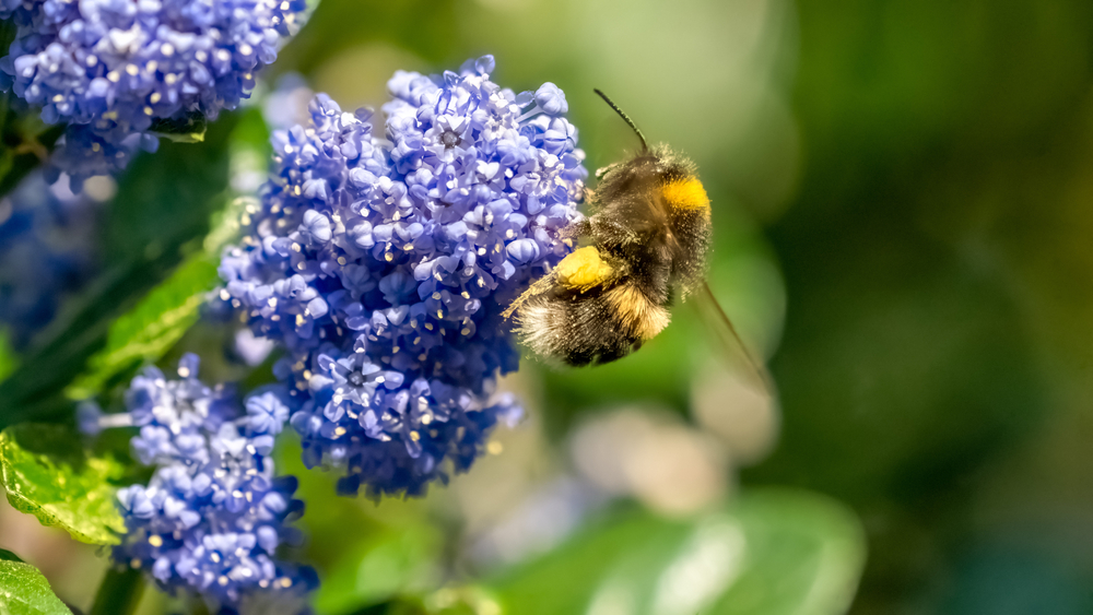 biene bestäubt blume