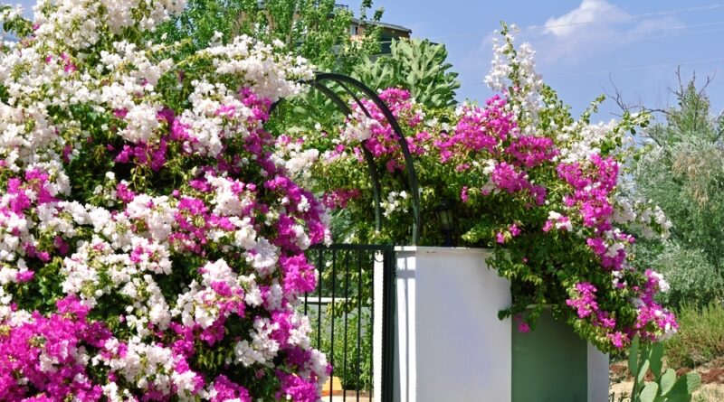 kletterpflanzen an einem spanischen haus